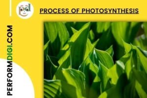 Process of Photosynthesis