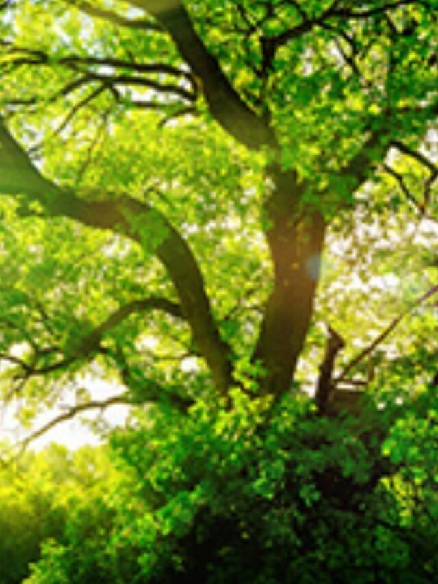 Trees Importance: The Role of Trees in Supporting Biodiversity