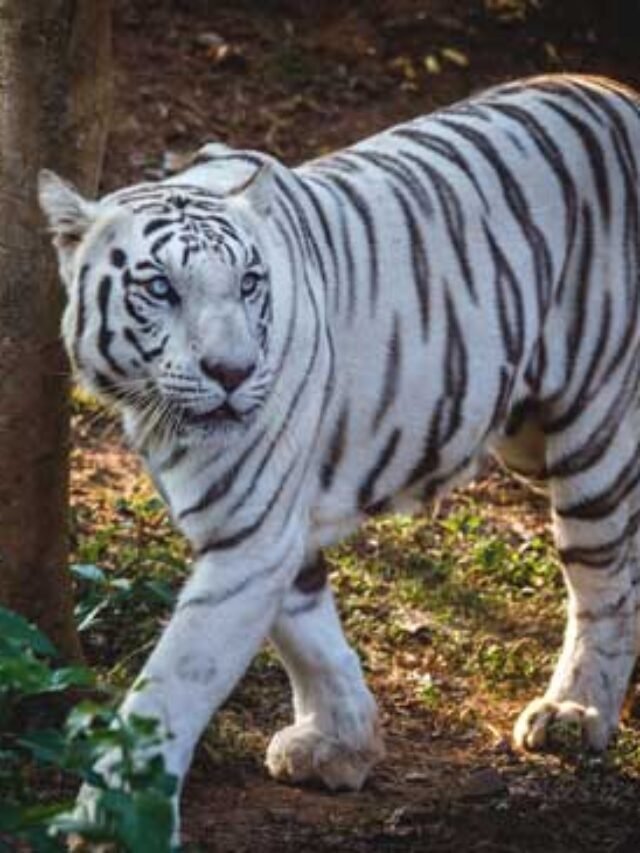 Top 5 Zoo In India That You Should Visit